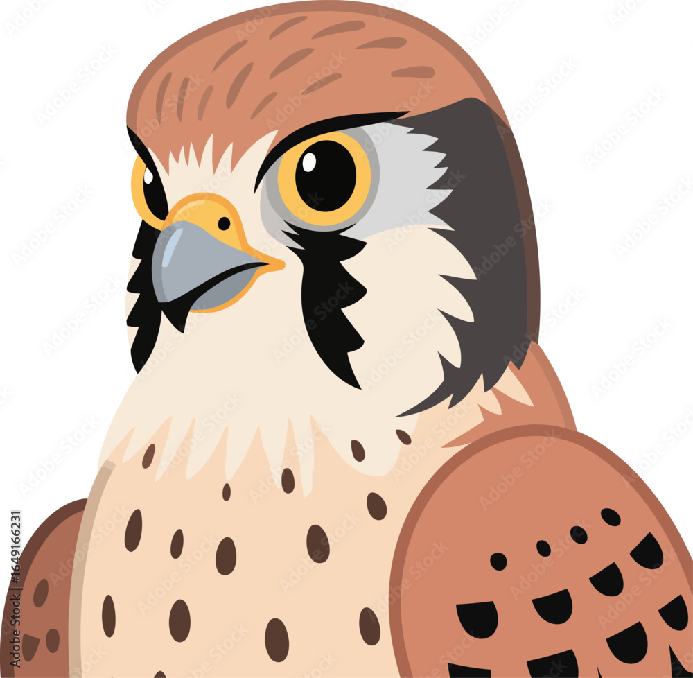 Obraz premium Cute cartoon a illustrator vector kestrel