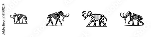 Illustration of four skeletal elephants showcasing different stances and movements in a natural history context