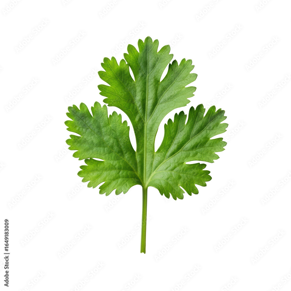Fototapeta premium Vibrant green cilantro sprig, crisp feathery leaves, slender stems, macro shot, centered on seamless transparent background, soft studio light. Concept of pristine freshness and culinary perfection