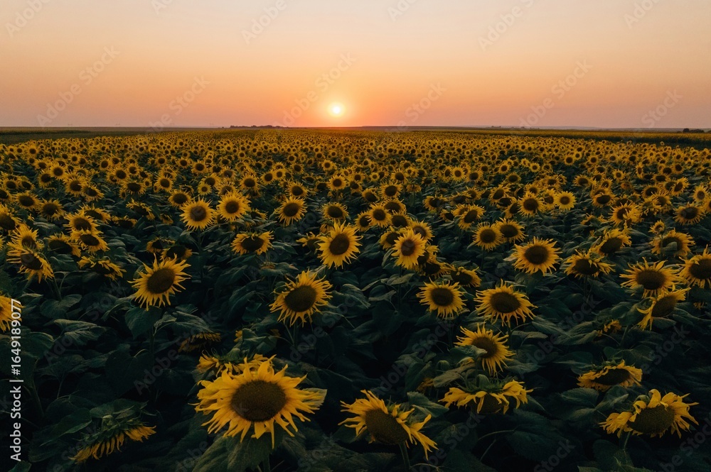 Obraz premium Evening sun dawn. Sunflowers growing on the agricultural field