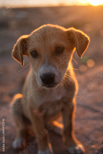 Adorable light brown puppy with soulful eyes on the Moroccan coast at sunset, bathed in golden light, cute and heartwarming pet photography