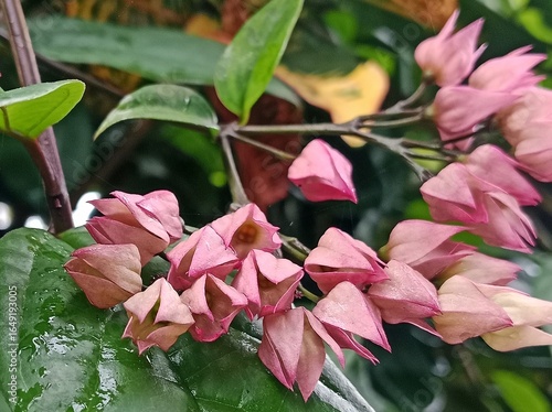 Pink Bleeding Heart Vine Flowers (Clerodendrum thomsoniae) in Bloom
