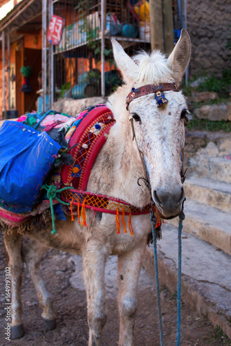 Close-up of white mule head decorated with colorful blankets and traditional Moroccan ornaments, cultural village scene and rural travel photography