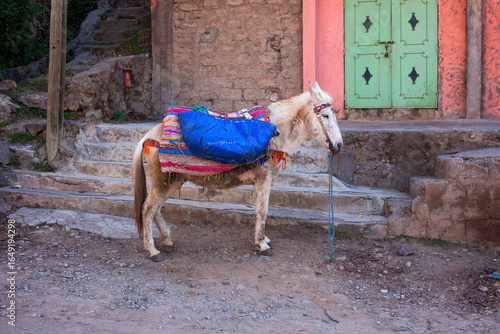 White mule decorated with colorful blankets carrying a large blue sack in front of a traditional Moroccan house, rural village scene and cultural travel photography