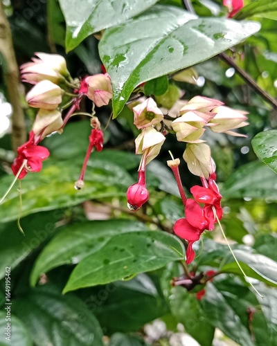 Fresh Red Bleeding Heart Vine After Rain in Tropical Garden