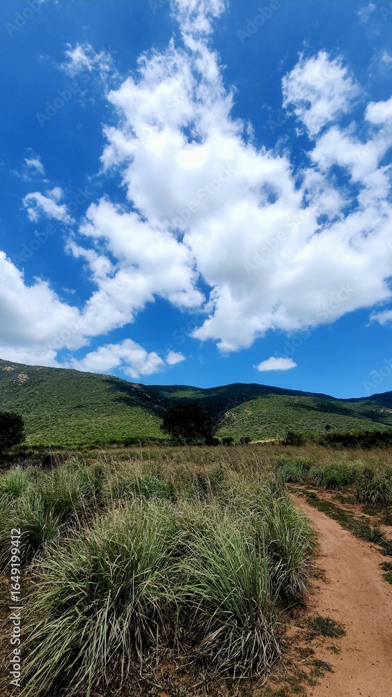 Fototapeta premium A winding dirt trail cuts through tall wild grasses, leading toward lush green hills in Madurai, Tamil Nadu, under a vibrant blue sky adorned with fluffy white clouds, creating a serene, picturesque