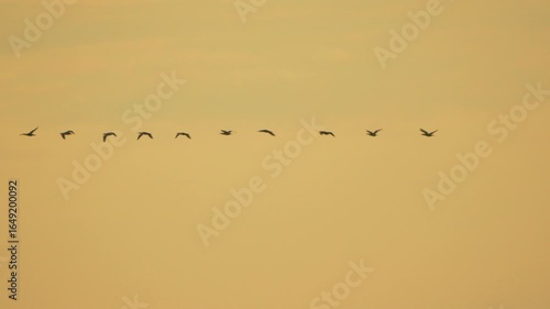 Birds, flying, flock of silhouetted birds in a line across a golden sky.