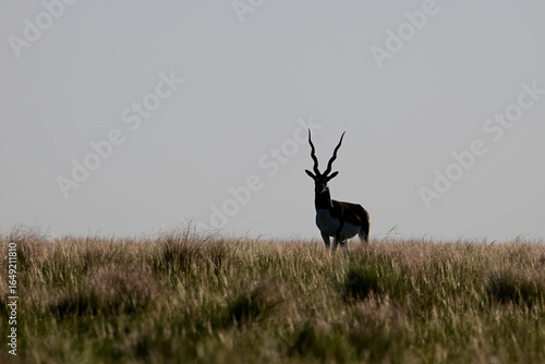Male Blackbuck Antelope in Pampas plain environment, La Pampa province, Argentina