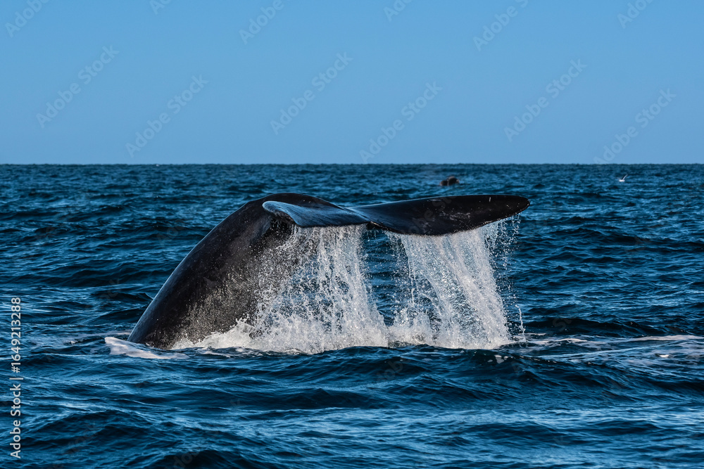Fototapeta premium Sohutern right whale whale tail fluke, Peninsula Valdes, Patagonia,Argentina