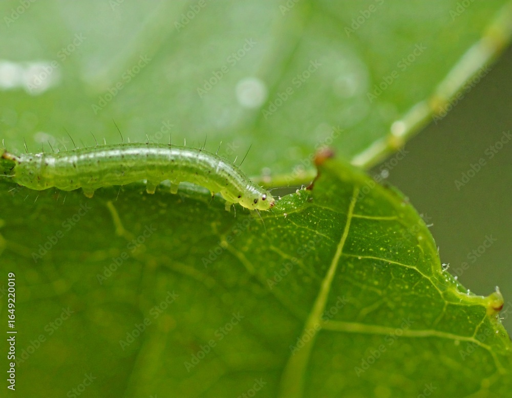 Fototapeta premium Caterpillar on Leaf Edge