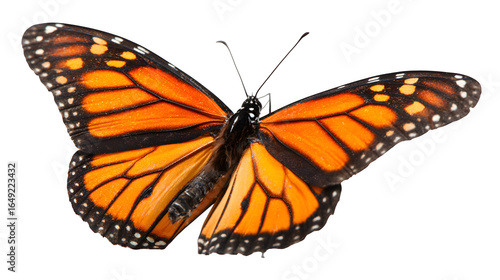 butterfly isolated on white