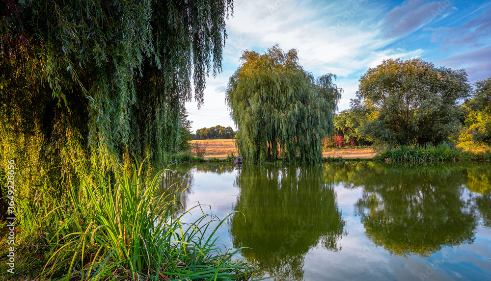 Obraz premium Weeping willow on a pond in santeny, france
