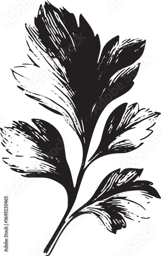 Parsley herb leaf in monochrome sketch. Detailed botanical vector illustration with organic texture, isolated on white background.