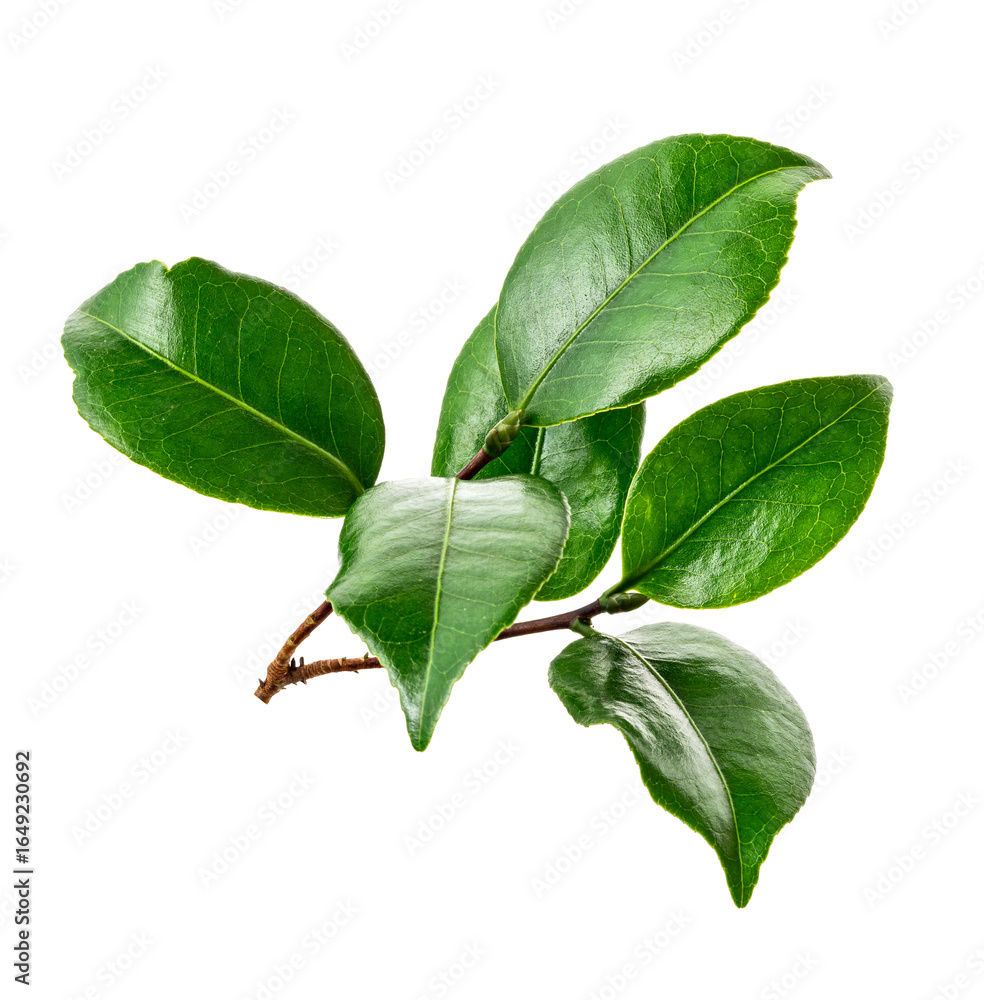 Fototapeta premium Green leaves, Small green foliage on twig isolated on white background with clipping path