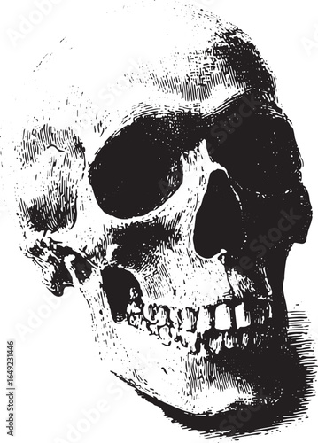 Skull anatomy illustration with vintage engraving detail. Black and white vector illustration of human cranium for medical or educational use.