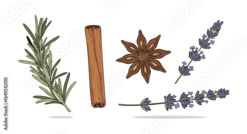 Natural Fragrant Herbs and Spices Vector Collection, Rosemary, Cinnamon, Star Anise, Lavender, Botanical, Aromatic, Ingredient, Kitchen, Isolated