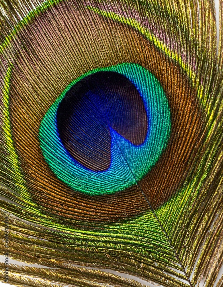 Obraz premium Extreme Macro Photograph of a Vibrant Peacock Feather Eye, Highlighting Detailed Texture, Intricate Patterns, and Iridescent Natural Beauty