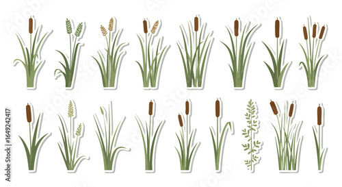 Diverse Aquatic and Marsh Plants Flat Vector Sticker Set, Cattail, Bulrush, Reed, Grass, Pond, Wetland, Nature, Illustration, Graphic, Green, Brown