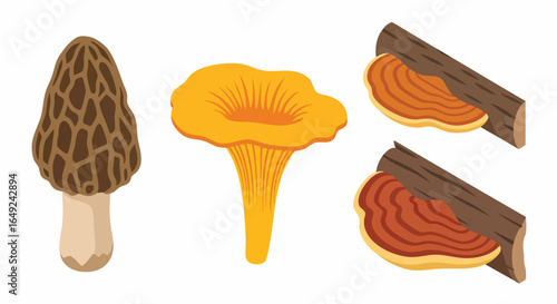 Vibrant Vector Illustration of Diverse Wild Mushrooms, Morel, Chanterelle, Polypore, Foraging