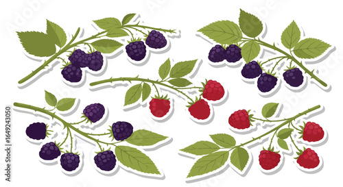 Fresh Raspberry and Blackberry Branch Stickers Collection, Raspberry, Blackberry, Berries, Fruit, Vector, Stickers, Isolated