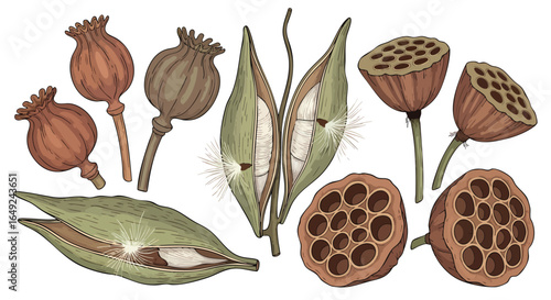 Beautiful hand-drawn botanical dried seed pods collection, Poppy Pods, Lotus Pods, Milkweed, Organic, Autumn, Harvest, Nature, Decorative, Vintage.