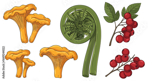 Hand-Drawn Illustration of Wild Edibles from the Forest, Chanterelle, Fiddlehead, Berry, Nature, Food, Harvest