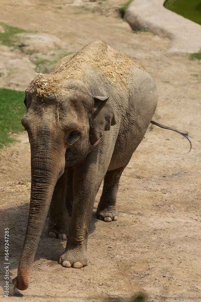 Fototapeta premium A large elephant at the zoo