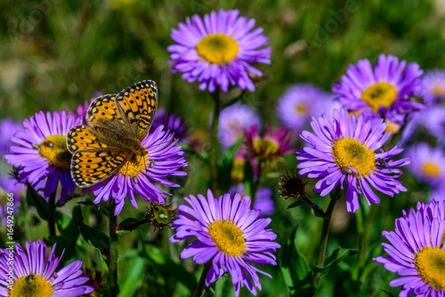 Fritillary butterfly perched on purple aster blooms in the Colorado Rocky Mountains. Asters were once thought to ward off evil spirits and are native to North America and the Alps.
