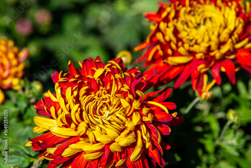 Red and yellow chrysanthemum flowers in a close up, spring concept, chrysanthemum flowers festival