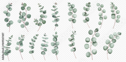 Collection of watercolor-style eucalyptus sprigs, various shapes and sizes, isolated on white.