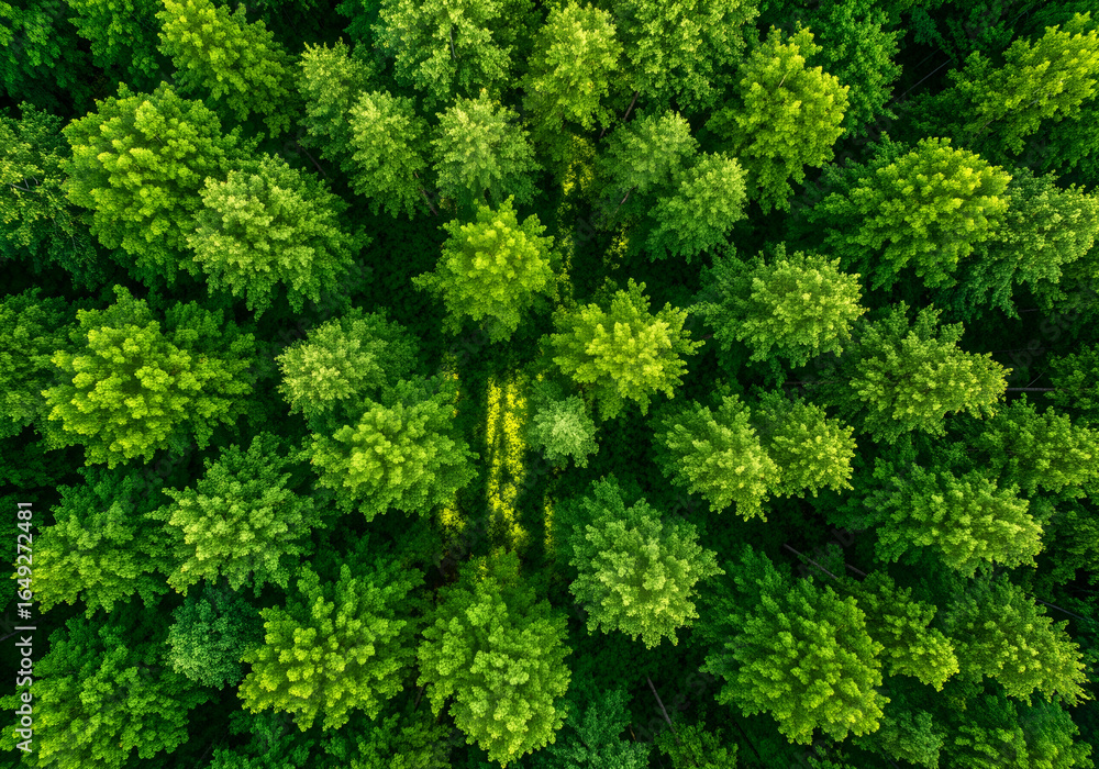 Lush green forest seen from above, natural light filtering through leaves texture. Lush green forest seen from above, natural light filtering through leaves texture.