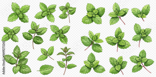 Collection of fresh mint leaves, various sizes and arrangements, isolated on white background.