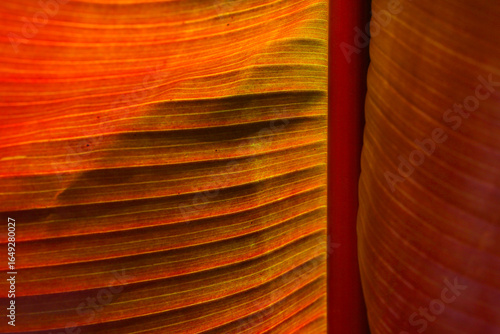Photos Backside of  a banana leaf in vibrant light