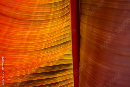 Papier peint Backside of  a banana leaf in vibrant light