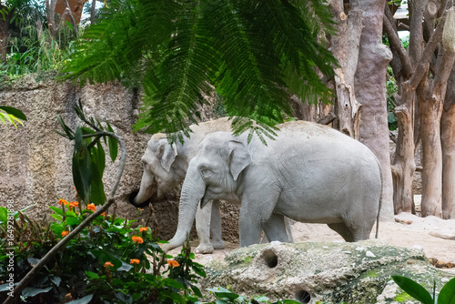 Elephants are on the road. Two wild animals walks in the national park