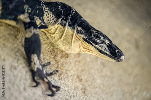 Fotografie Portrait of a Lace Monitor on a stone in a vivarium looking around