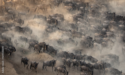 Canvas Print Great wildebeest and zebra migration in Maasai Mara, Africa