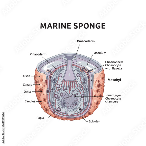 Detailed cross-section diagram illustrating the internal structure and labeled components of a marine sponge.