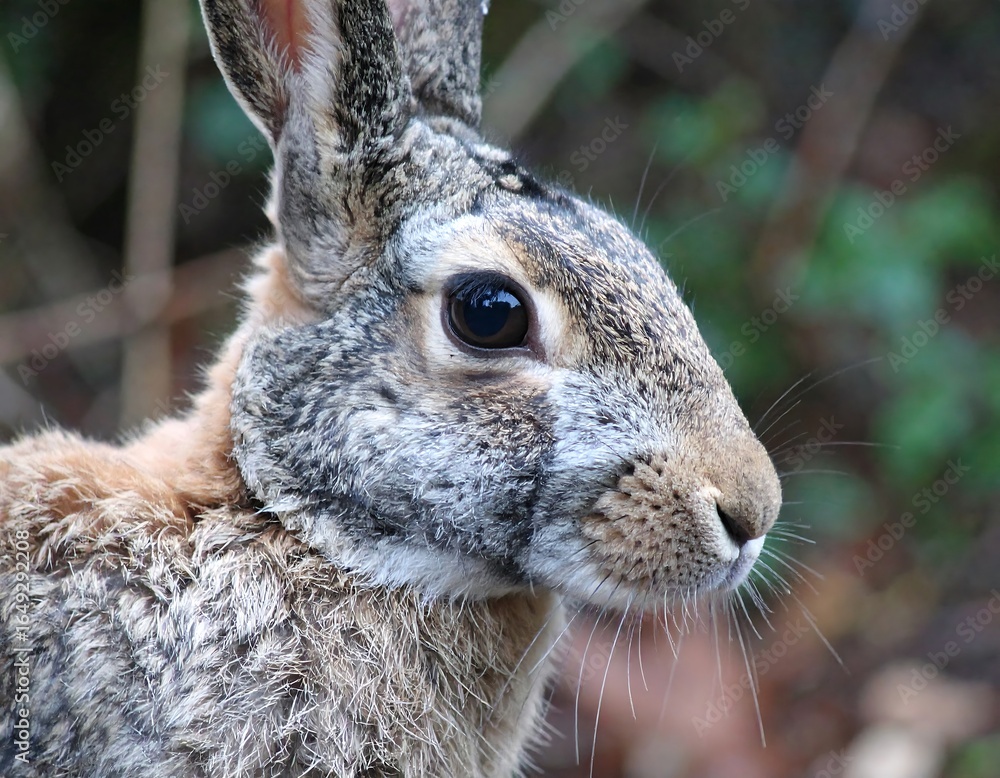 Fototapeta premium Close-up of a wild rabbit's head