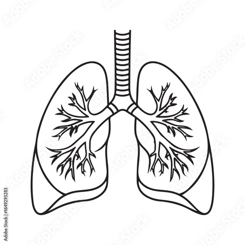 Human lungs anatomy black and white vector illustration. Outline of respiratory system for medical and scientific education.