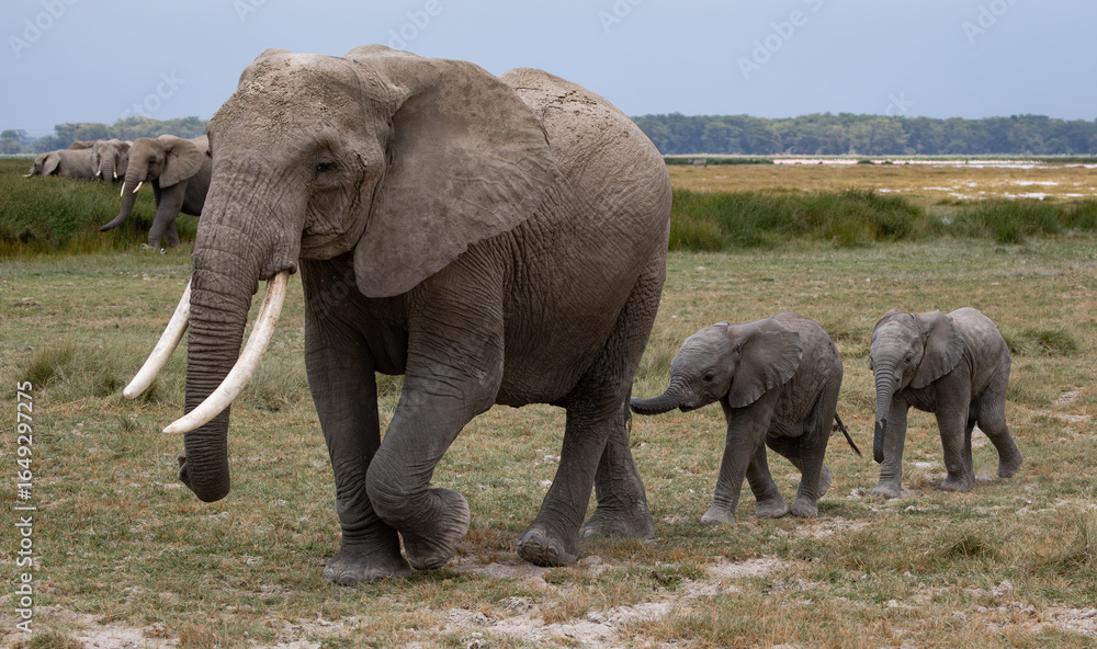 Fototapeta premium Tusker Elephant in Amboseli National Park, Africa
