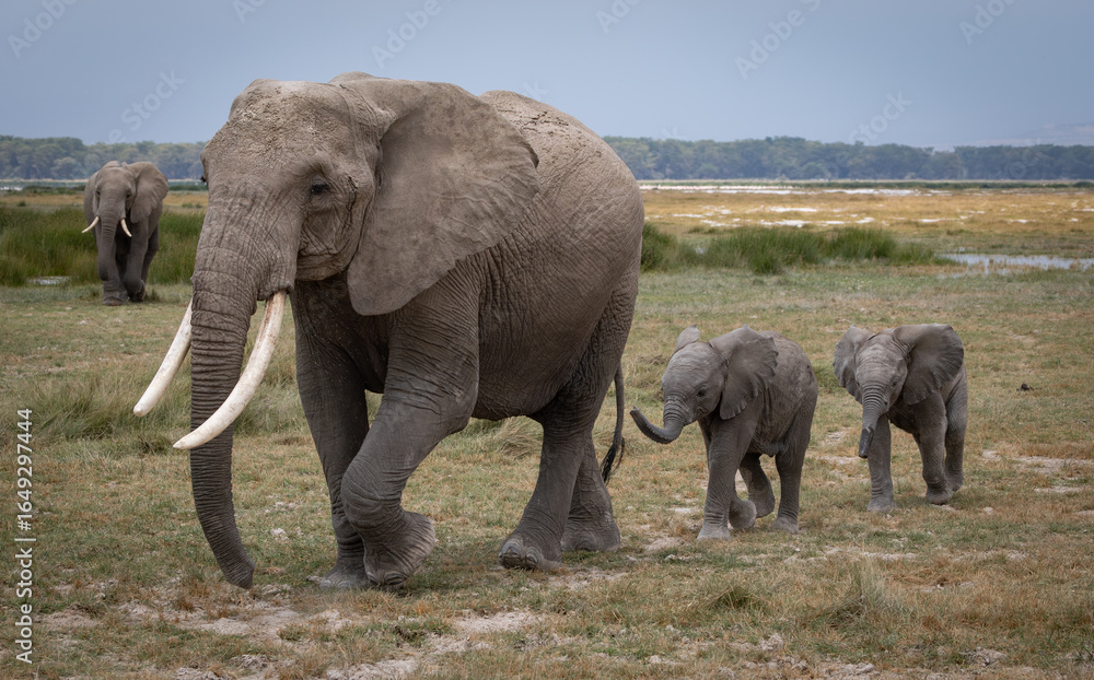 Fototapeta premium Tusker Elephant in Amboseli National Park, Africa