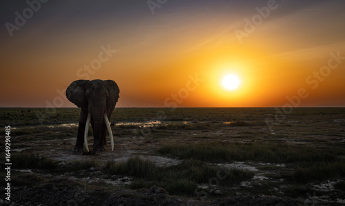 Photography Tusker Elephant in Amboseli National Park, Africa
