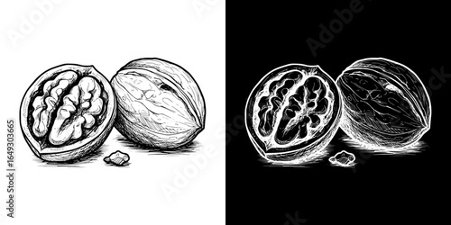 Whole and halved walnuts, isolated vector image, two design options on transparent and black backgrounds, pencil drawing, chalk drawing