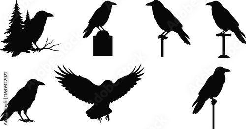 Crow silhouette set, perched and flying poses, black raven vector illustration design