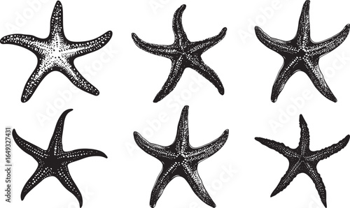 Starfish Regenerating Body still with an arm partially regrown or beginning to regenerate. full length silhouette black vector illustration