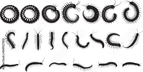 Centipede in a Sensing Position Body motionless with antennae extended, actively detecting its environment. Full-length silhouette black vector design.