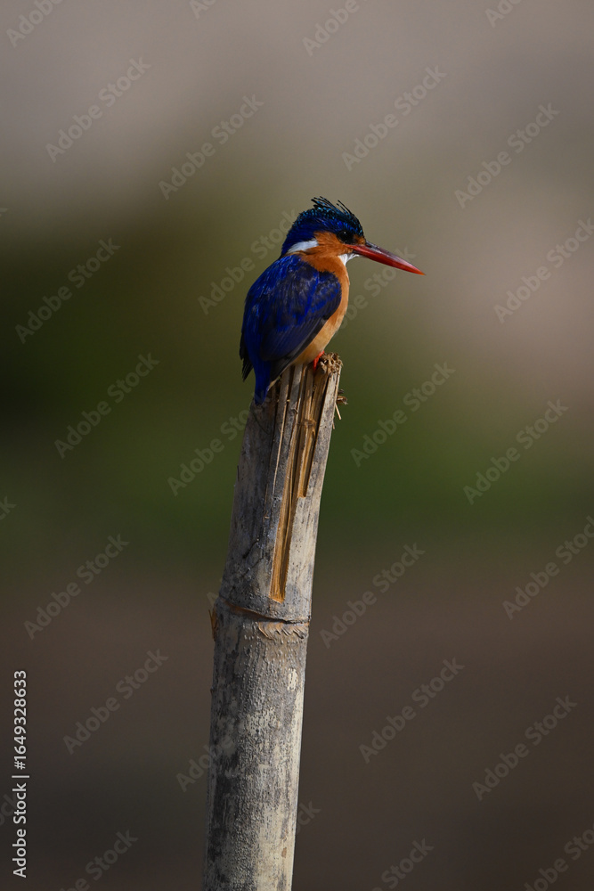 Fototapeta premium Malachite kingfisher on guano-stained post looks down