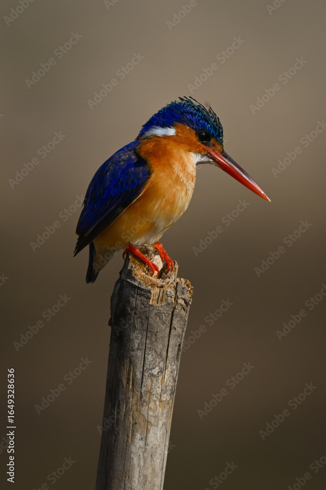Fototapeta premium Malachite kingfisher on marker post stares down