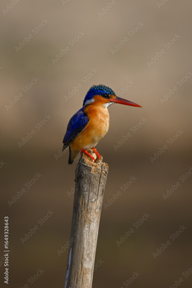 Fototapeta premium Malachite kingfisher on marker post looks down